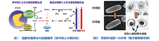 図1.強酸性電解水中の殺菌機序 図2.芽胞形成菌への作用