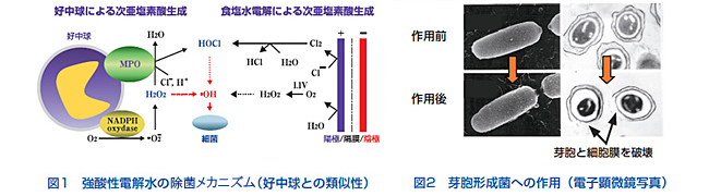 図1.強酸性電解水中の殺菌機序 図2.芽胞形成菌への作用