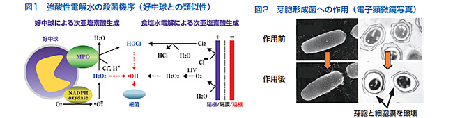 図1.強酸性電解水中の殺菌機序 図2.芽胞形成菌への作用